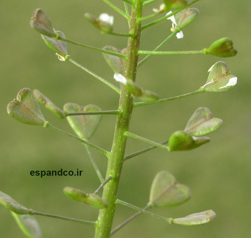  Capsella bursa-pastoris seed 